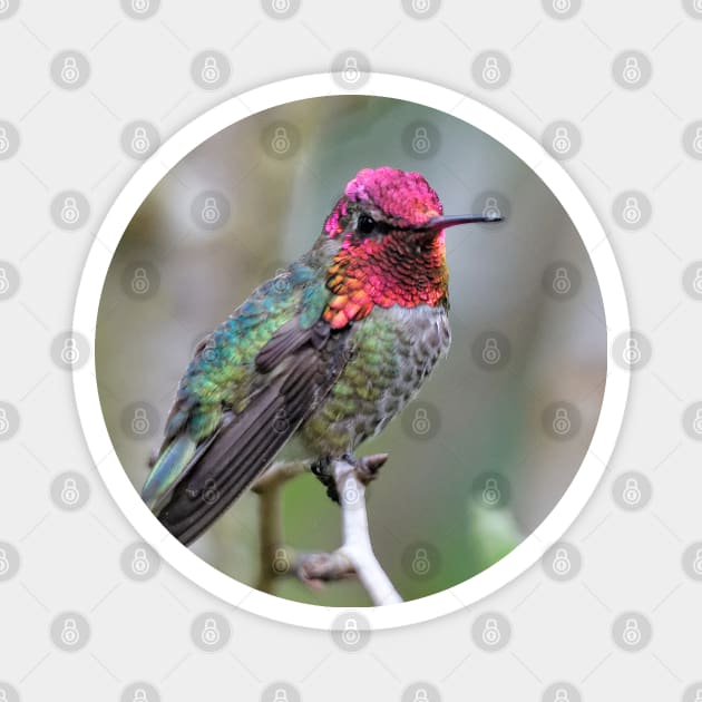 Adult Male Anna's Hummingbird in the Plum Tree Magnet by walkswithnature